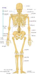 Viêm Xương, Rò Xương, Rò Tủy, Rò Hậu Môn